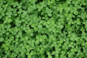 The Rise of Green Buildings: Sustainable Real Estate Solutions