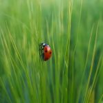 Insect-Based Proteins: Emerging Trends in Alternative Nutrition.