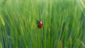 Insect-Based Proteins: Emerging Trends in Alternative Nutrition.