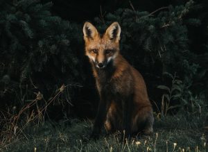 Wildlife Encounters: Ethical Safaris in South Africa