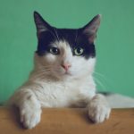 Pet-Friendly Travel: Destinations That Welcome Furry Companions