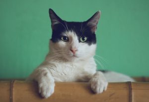 Pet-Friendly Travel: Destinations That Welcome Furry Companions