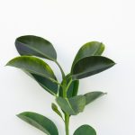 Fava Beans and Lentils: Emerging Plant Proteins