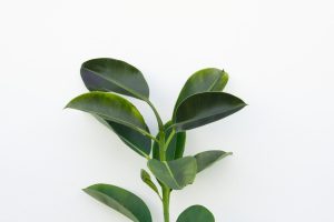 Fava Beans and Lentils: Emerging Plant Proteins