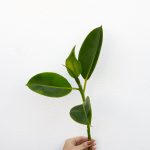 Plant-Based Protein Sources: Beans, Peas, and Lentils.