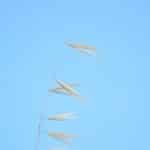 Prenuptial Agreements: Why They’re More Common Than Ever