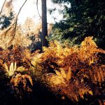 Fall Foliage Road Trips: Scenic Routes in New England