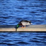 The Programmable Coffeemaker: A Deep Dive Into Convenience