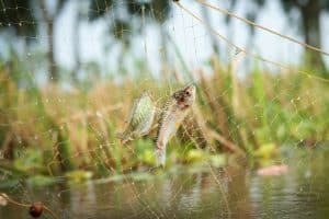 Flood Zone Regulations: Risks for Homebuyers and Developers