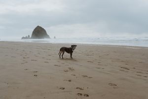 Overlanding Essentials: Preparing Your Vehicle for Extended Wilderness Travel