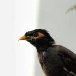 Small Language Models vs. Large Models: The Future of LegalTech