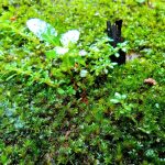 Global EdTech Trends: Innovations from Around the World