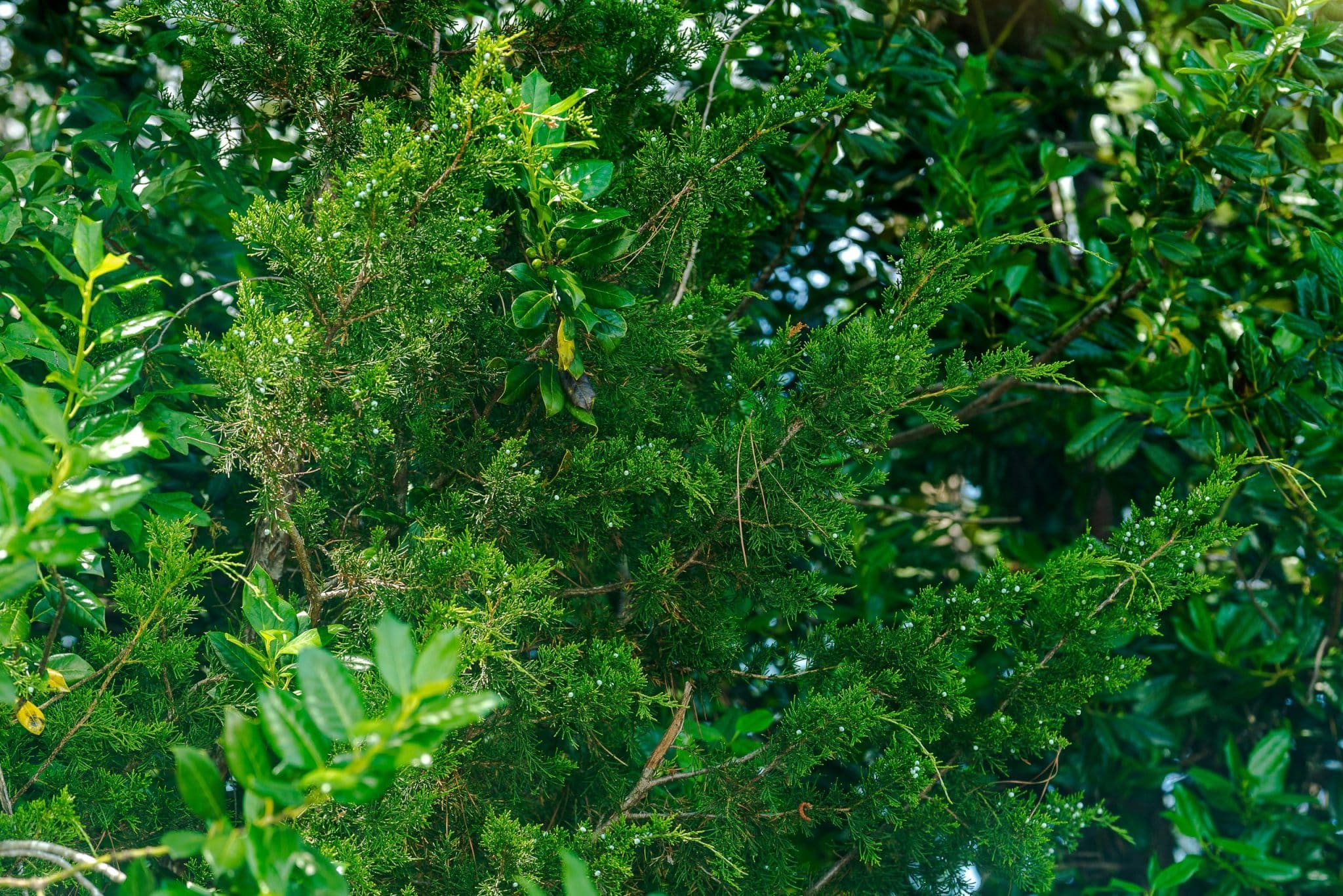 Squatters’ Rights: Legal Loopholes and Property Owner Protections