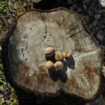 Fermentation Techniques: Unlocking Flavors and Nutrition